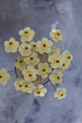ceramic daffodils