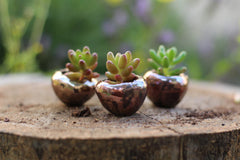 Miniature succulent planter Wedding favors Ceramic Bridesmaid gift Wedding favor ideas Wedding succulent favors Miniature garden - Ceramics By Orly
 - 5