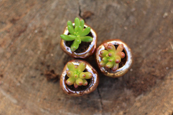 Miniature succulent planter Wedding favors Ceramic Bridesmaid gift Wedding favor ideas Wedding succulent favors Miniature garden